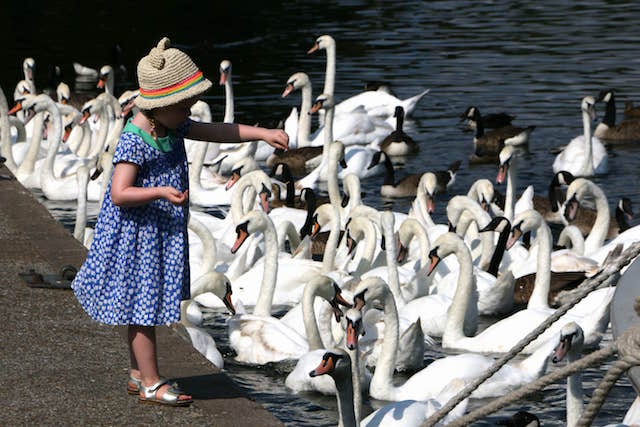 feeding swans