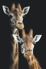 Marwell Zoo giraffes