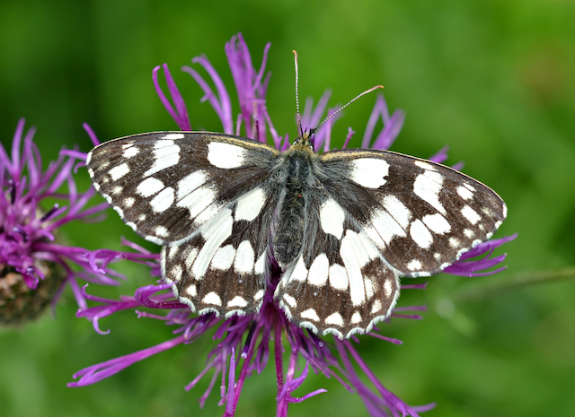 Get Ready for the Big Butterfly Count 