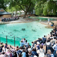 Penguin Beach London Zoo